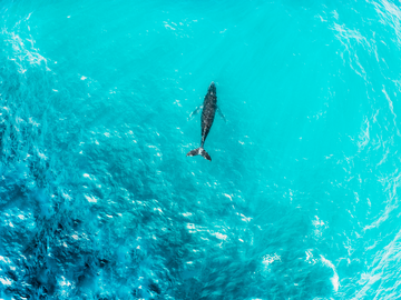 Whale of a Time