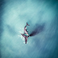 Whales Perth