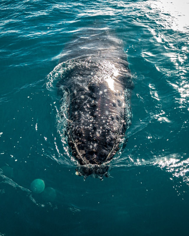 Whale watching