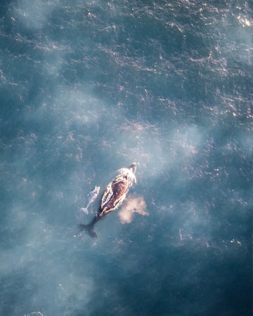 White Baby Whale
