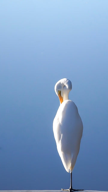 White Bird 1