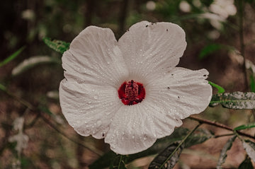 Wild Flower
