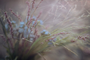 Wildflower Whimsy