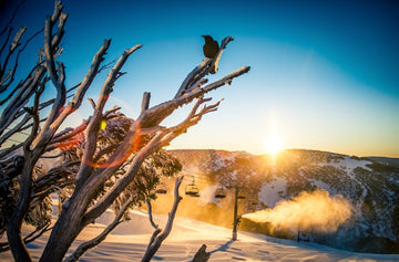 Winter in the Mountains
