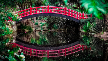 Wollongong Botanic garden