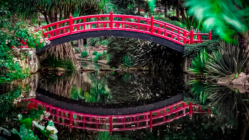 Wollongong Botanic garden