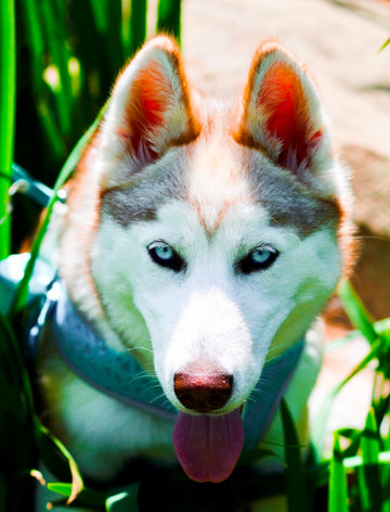Wolves