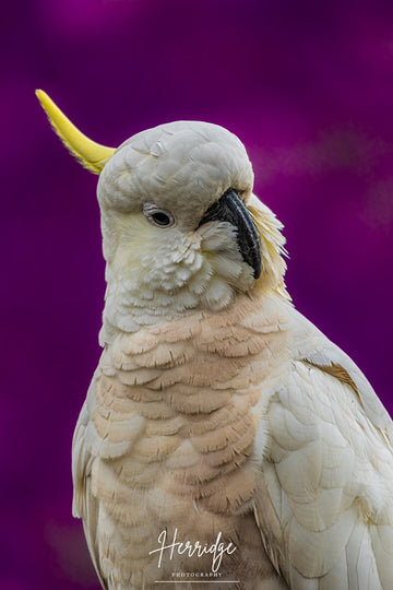 Yellow crested