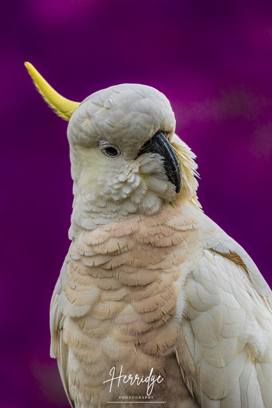 Yellow crested