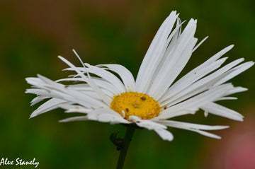 Yellow Center