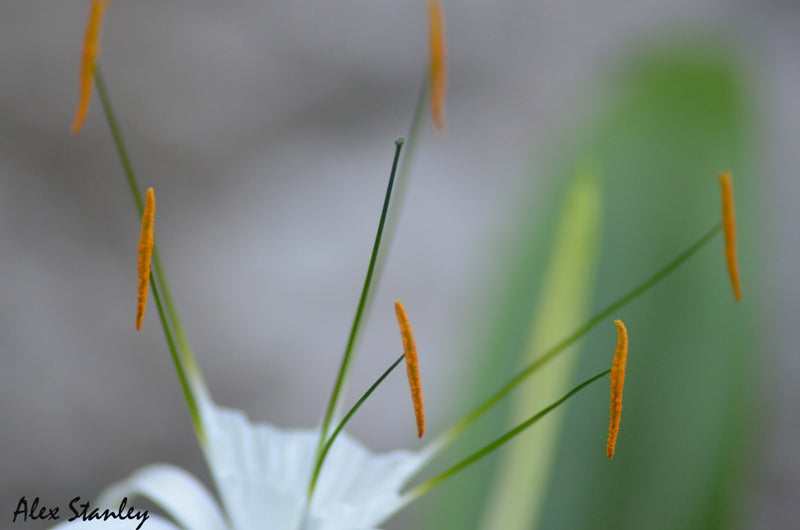 Yellow Tips