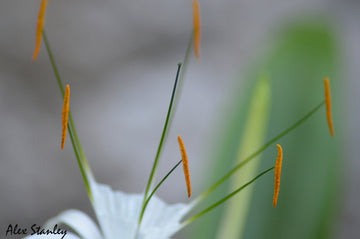 Yellow Tips