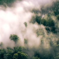 A Foggy Morning in Black Spur
