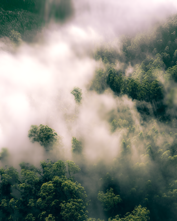 A Foggy Morning in Black Spur