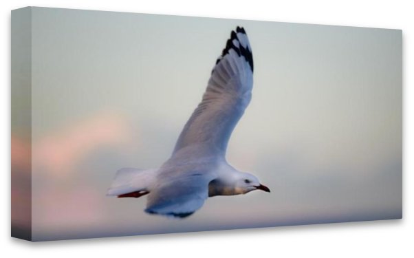 Bird In Flight