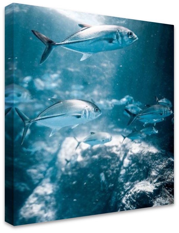 Rays