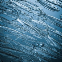 Barracuda