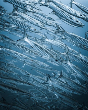 Barracuda