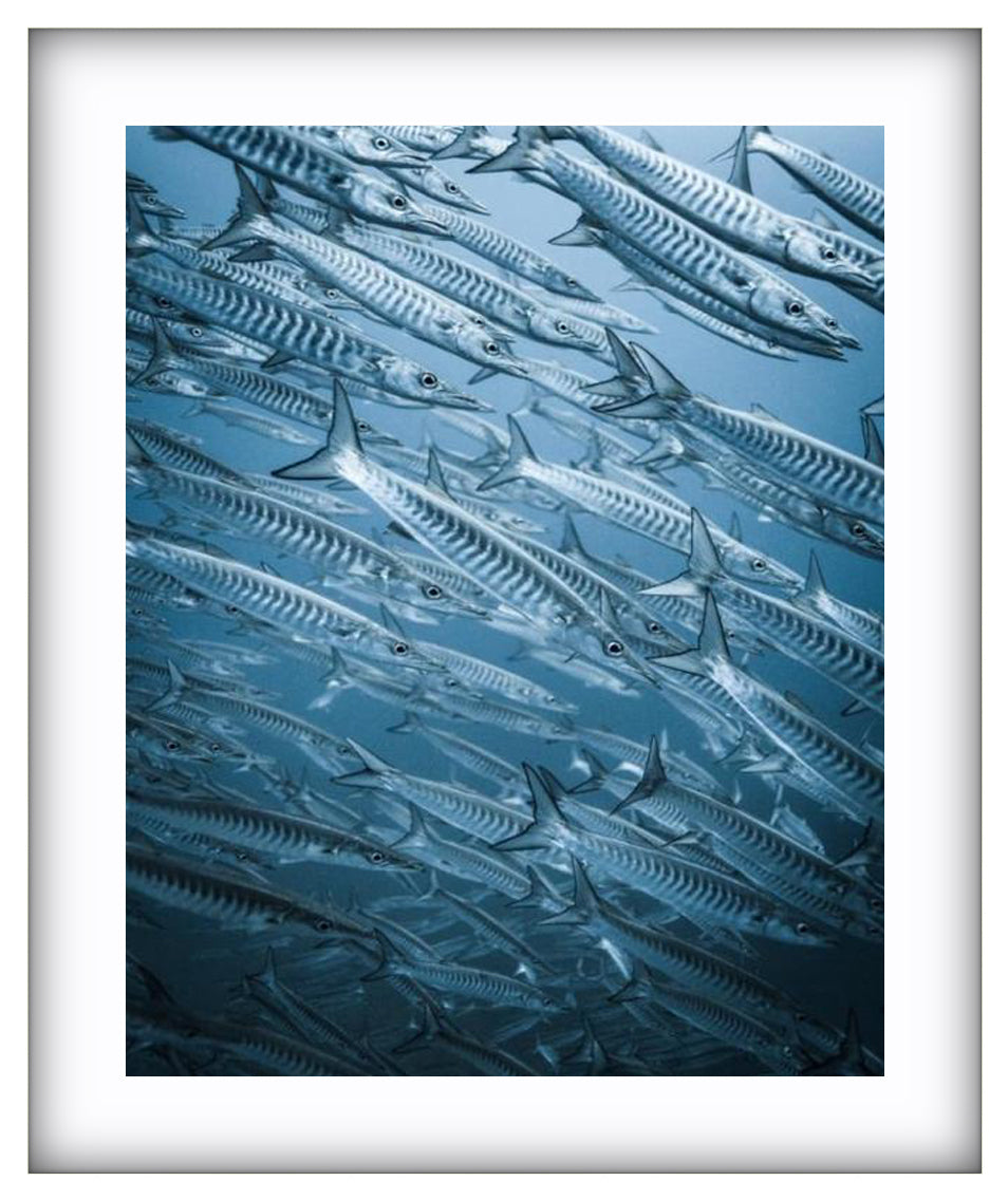 Barracuda
