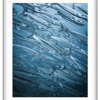 Barracuda