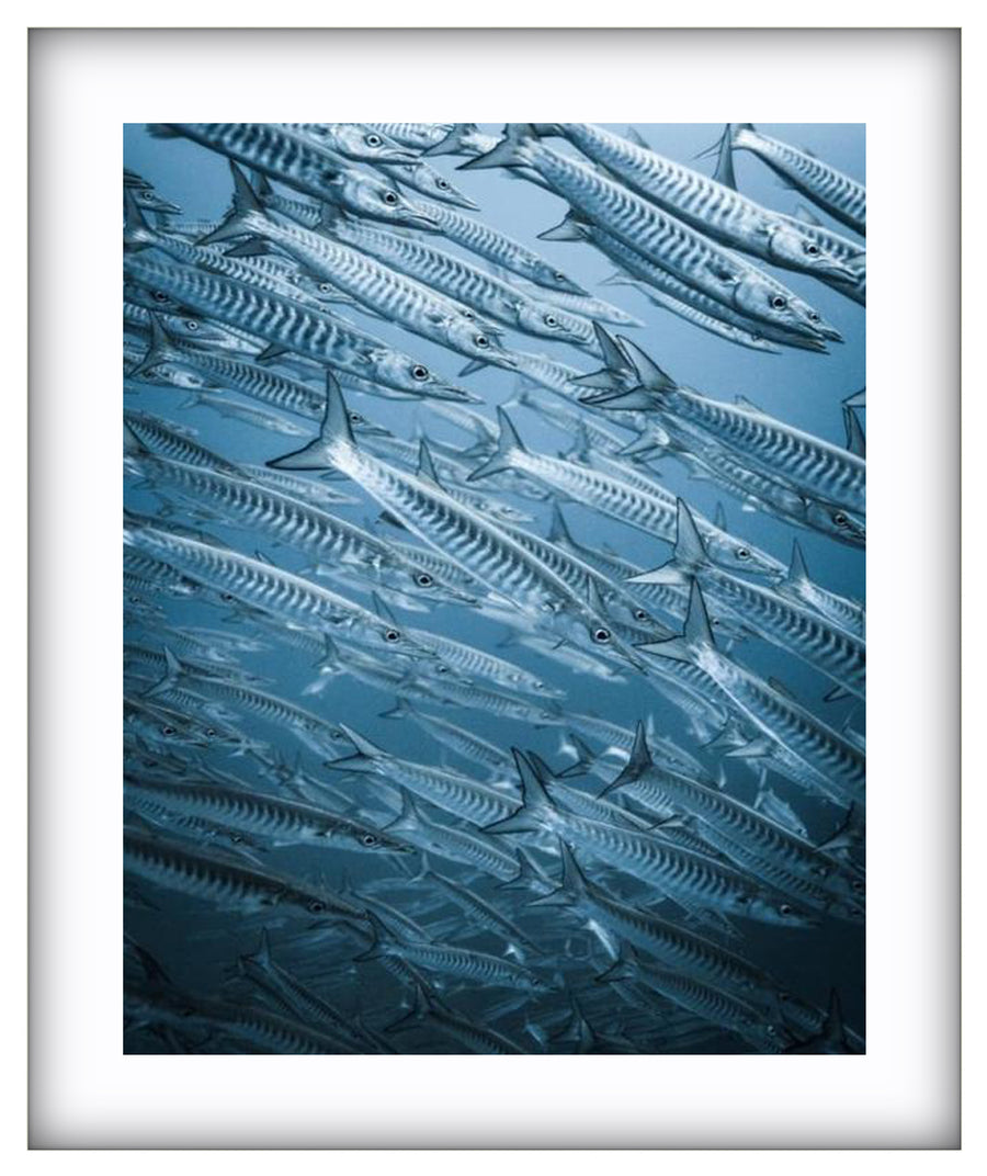 Barracuda