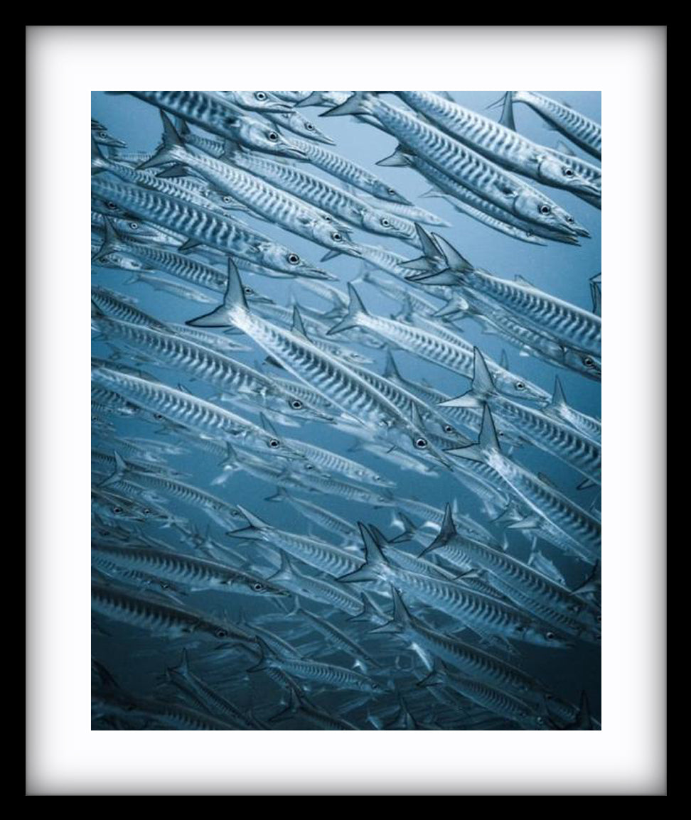 Barracuda