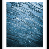Barracuda