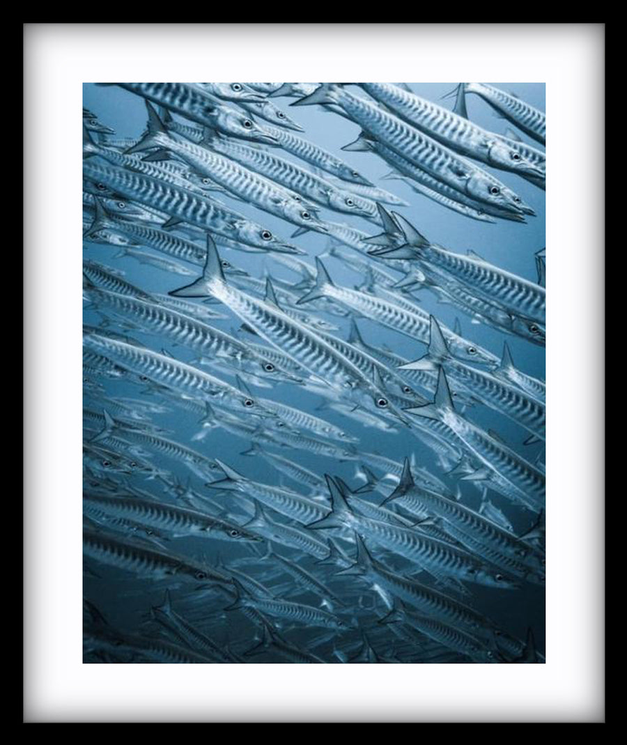 Barracuda