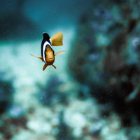 Marlin