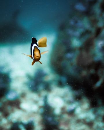 Marlin