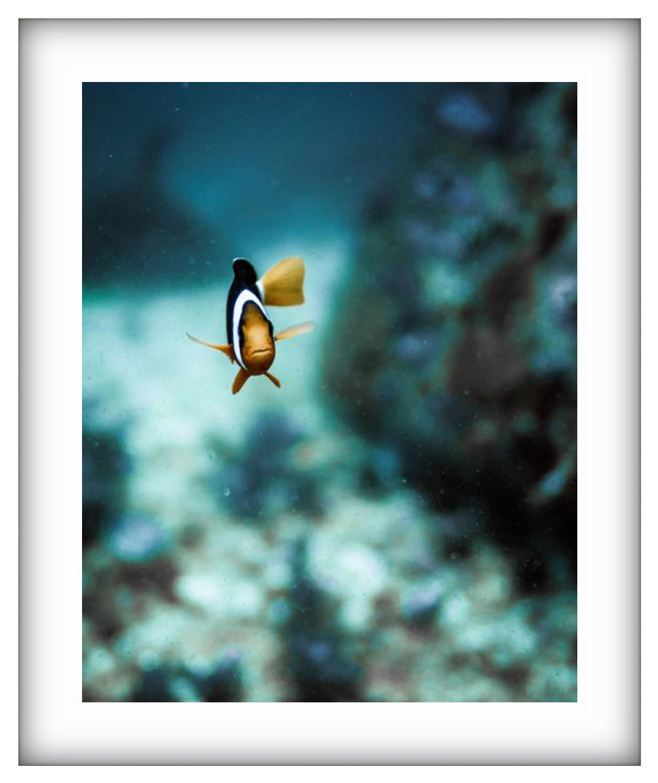 Marlin