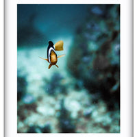 Marlin