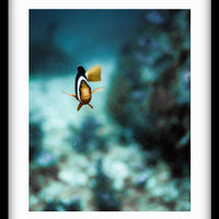 Marlin