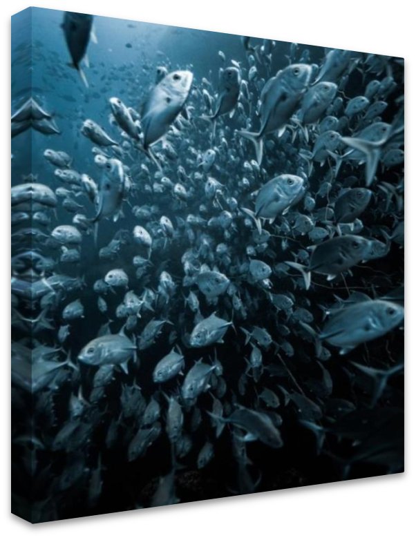 Trevally