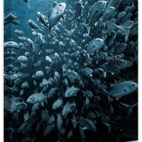 Trevally