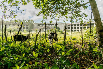 Behind the Fence