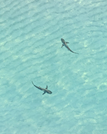 cruising reef sharks