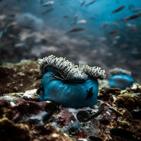 Anemone