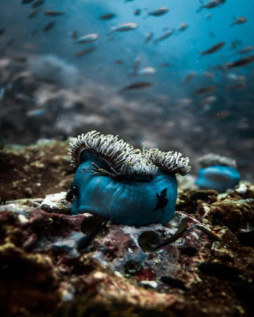 Anemone