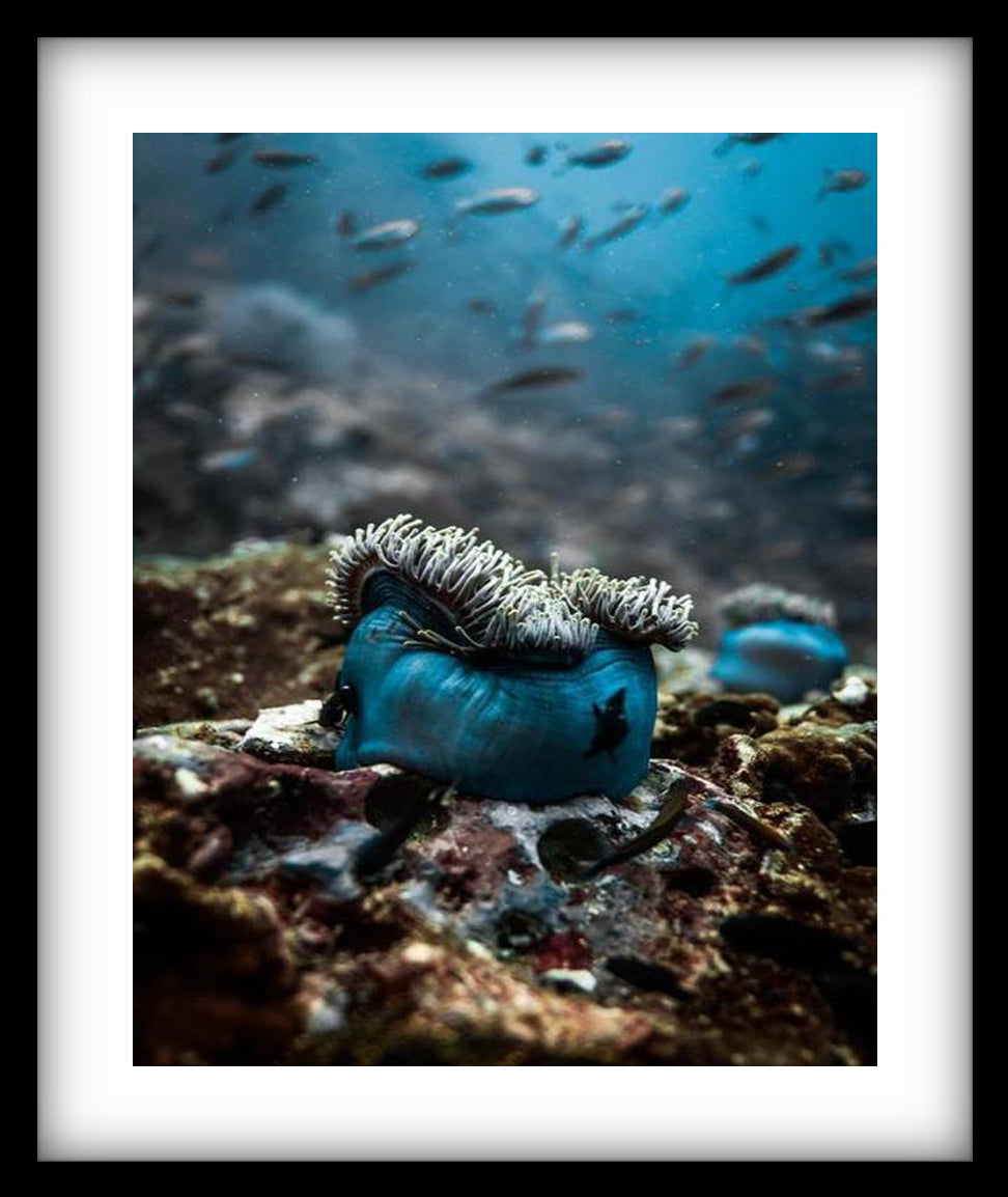 Anemone