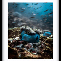 Anemone
