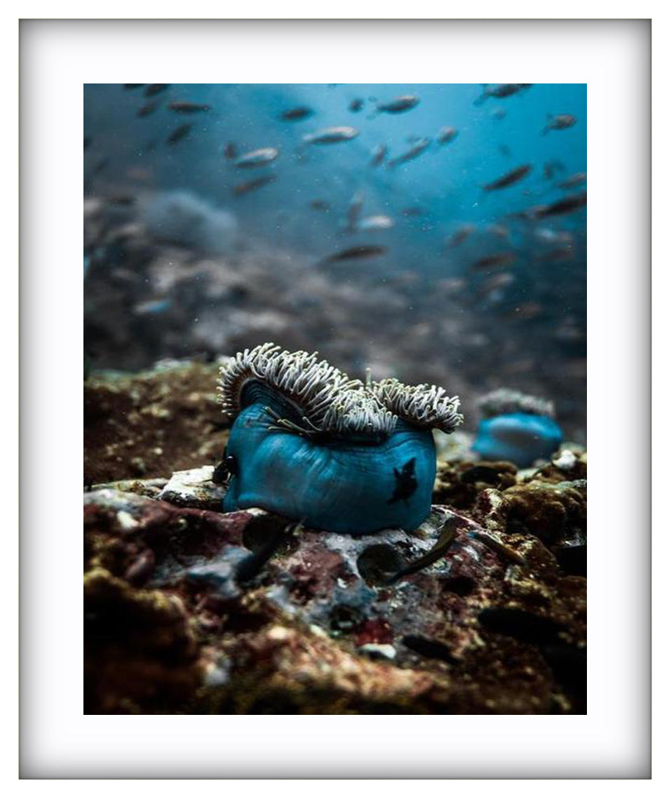 Anemone