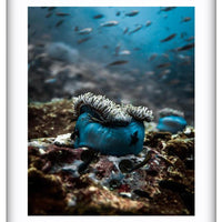 Anemone