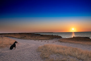 Diesel at Ningaloo