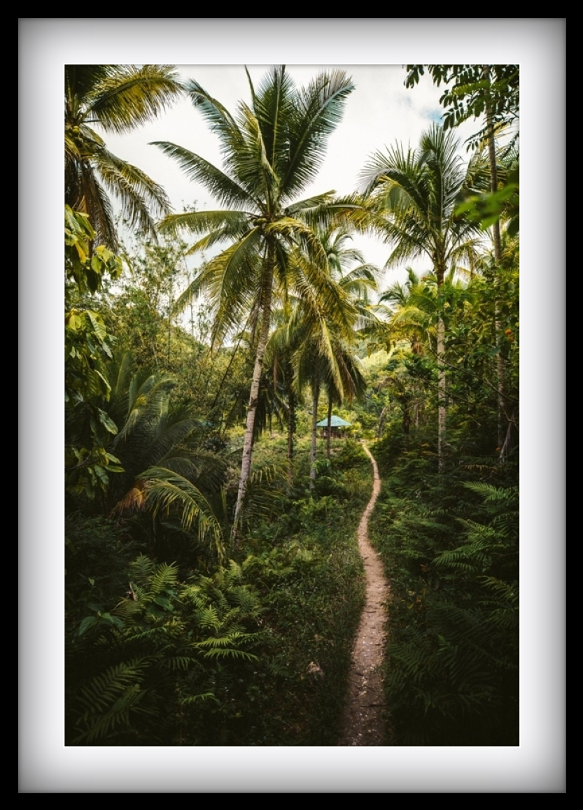 Into the Jungle