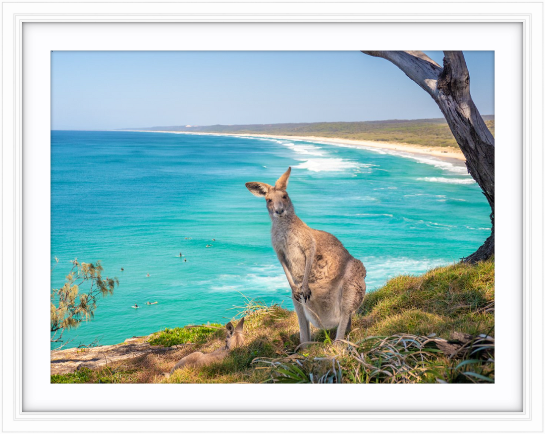 North Stradbroke Island Kangaroo