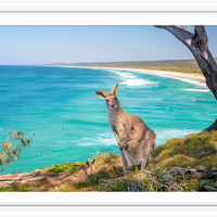 North Stradbroke Island Kangaroo