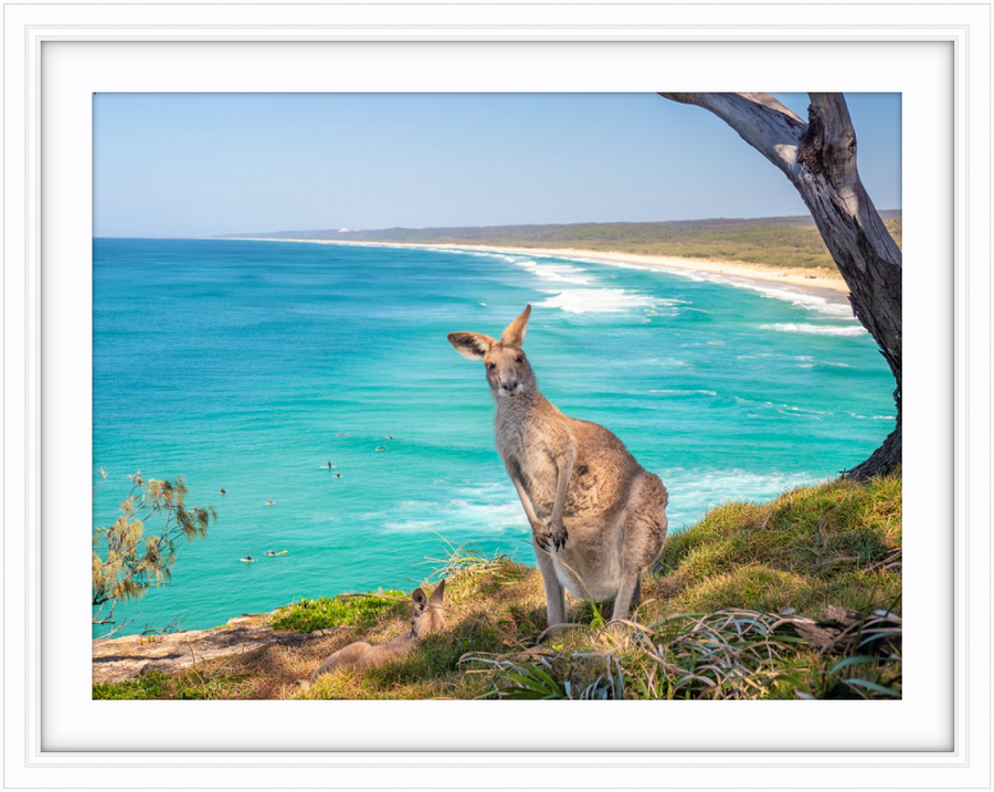 North Stradbroke Island Kangaroo