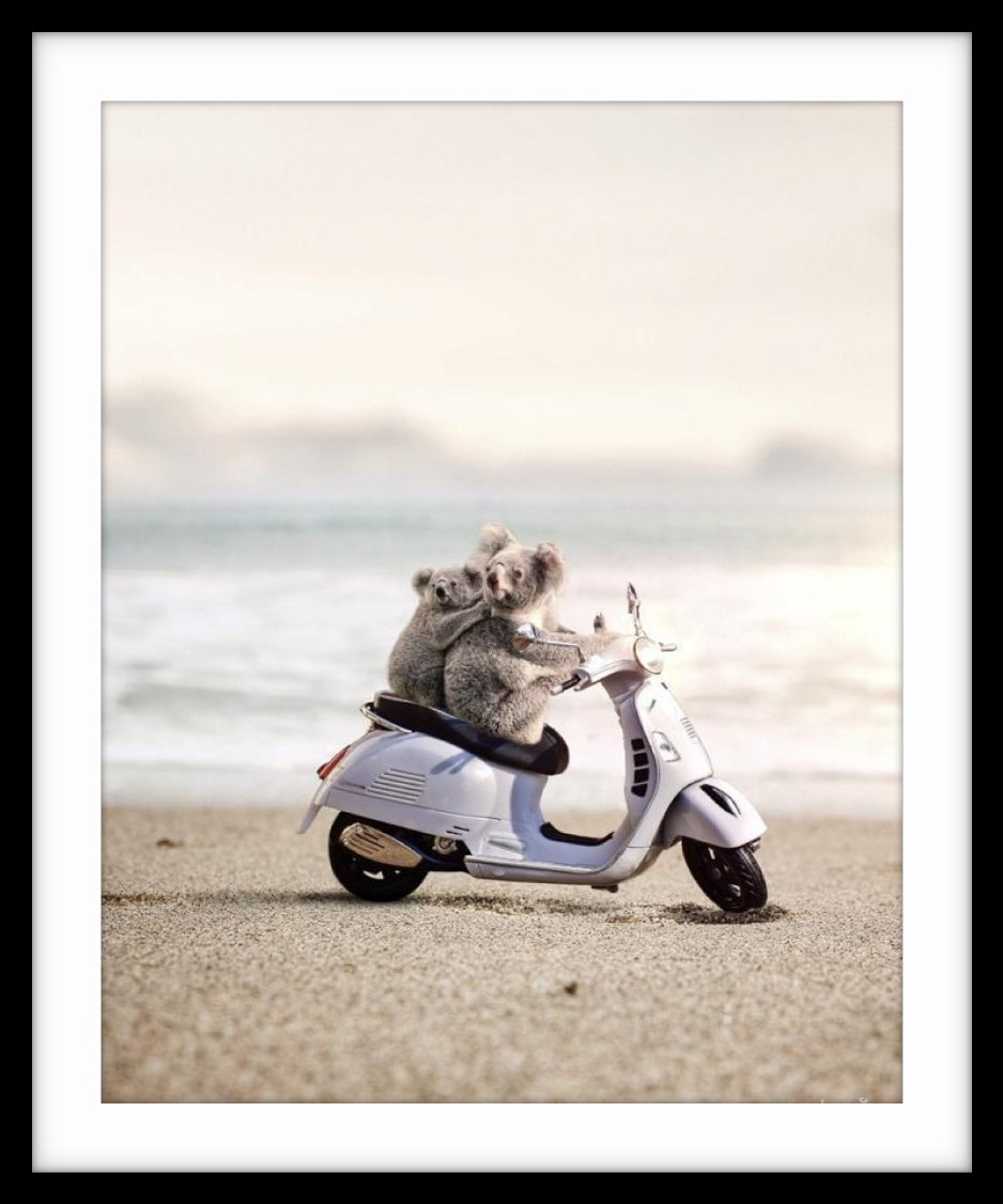 Koala Scoota
