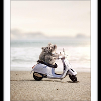 Koala Scoota